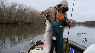 Blue Catfish - Commercial Hook and Line - Maryland Department of Natural Resources