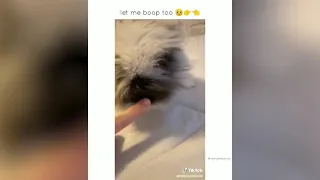 BEST DANK CAT MEMES COMPILATION OF 2020 PART 10 from TikTok | DaryLaro