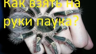 Как взять Птицееда на руки