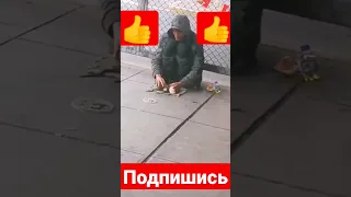 дрессированные крысы