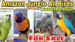 Cheapest Exotic Birds Store In Mumbai | Imported Birds At Wholesale Price | Macaw, Cockatoos, Parrot