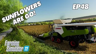 HARVEST TIME!| Lets Play Calmsden Farm | Farming Simulator 22 | Episode 48