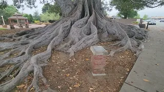 Big Tree  Over 130 Years