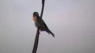 Goldfinch Singing