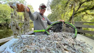 Thousands of WILD SHRIMP with a Big Net (How To Catch & Cook)