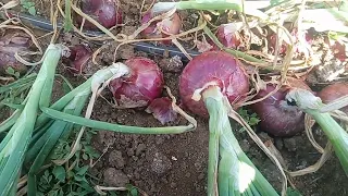 HOW TO CURE ONIONS