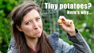 3 Mistakes to avoid when growing potatoes in containers