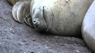 Elephant Seal Snoring