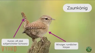 Gartenvögel bestimmen: Typische Merkmale  und Vogelstimmen sicher erkennen.