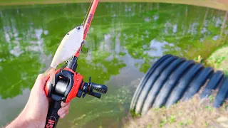 Searching for DOUBLE DIGIT Bass in SMALL Ponds (Bank Fishing)