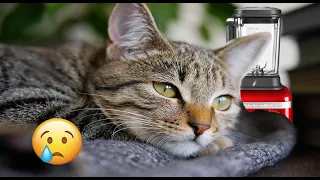 CAT IN THE BLENDER STORY FULL VIDEO