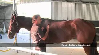 Assess horse back soreness and reaction points with Christian Langeder