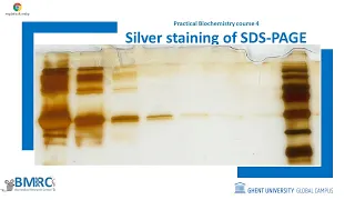Silver Staining