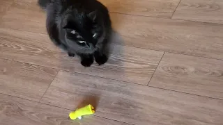 GOTCHA!!! DUCK