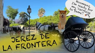 A Hidden Gem In Spain! Dog-friendly Tour Of Jerez De La Frontera With Akita Inu.