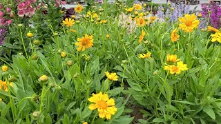 Coreopsis 'Jethro Tull'//⚡️TERRIFIC performer with unusual tubular, bright golden yellow flowers!!