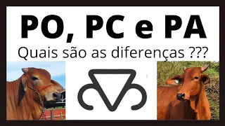 PO, PC e PA - Entenda as diferenças!