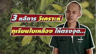 ทุเรียนใบเหลือง หลักการวิเคราะห์ และวิธีแก้ไข