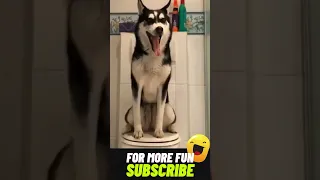 Hilarious Talking Husky Singing! Funny Husky Yawning Reaction 🐶🐕 🎤😂😂 #shorts