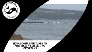 The 'off-ramp' for captive cetaceans: Behind the effort to build a whale sanctuary near Nova Scotia