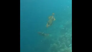 Underwaterworld, Filitheyo Island Resort, Maldives, Oct. 2022