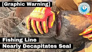 [Graphic Warning] Fishing Line Nearly Decapitates Seal