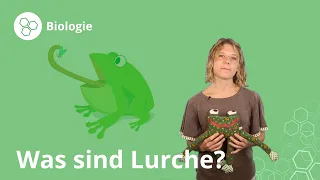 Lurche: Definition, Lebensraum und Besonderheiten – Biologie | Duden Learnattack