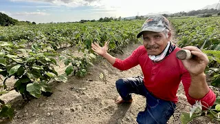 Dating NPA, Eggplant Farming Expert Ngayon, Silang Pamilya lang ang Nagtutulong-tulong sa Farm!