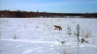 Лиса. Охотится за мышами.