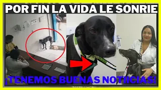 Qué Paso Después Con El Perrito Callejero Rescatado Que Entro A Pedir Ayuda a Veterinaria En Brasil?