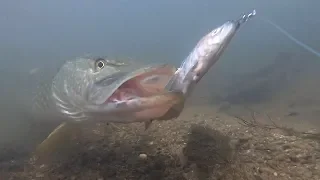 Pike React to Frozen Fish!