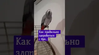 Когда увиделся с бро / попугай жако