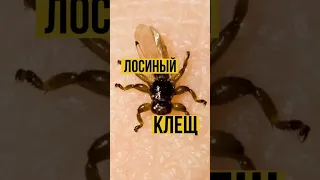 Лосиный клещ. На самом деле муха !