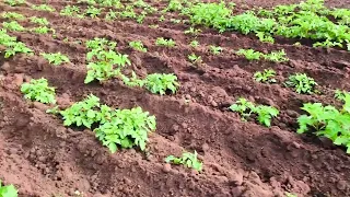 підгорнули картоплю і досапали грядки