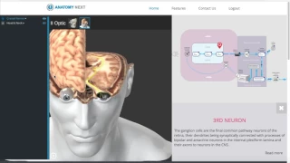 Optical Nerve