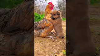 Friendship / puppy and chicken . A beautiful moment #191 - #shorts