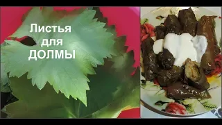 Виноградные листья на зиму / Заготовка и хранение/ Самый лучший рецепт