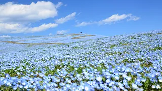 【ひたち海浜公園】ネモフィラ （2020年撮影）［4K］｜【Hitachi Seaside Park】Nemophila 2020［4K］｜Ibaraki, Japan