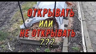 Открывать или не открывать??? Виноградник Вадима Точилина