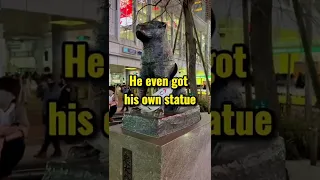 The most loyal dog in World, HACHIKO 🐕 #shorts #dog