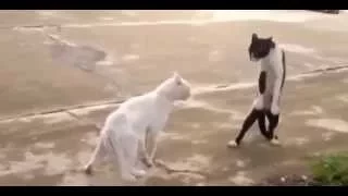 Cat Kung Fu / кошачье кунг-фу