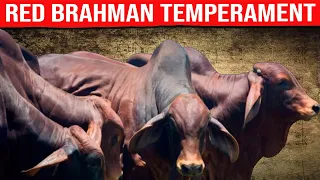 🔴 RED BRAHMAN BREED AND TEMPERAMENT ✅ Biggest Bulls And Cow