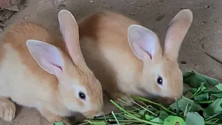 Little Rabbits