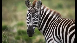 The owner of three escaped zebras in Maryland has been charged with animal cruelty