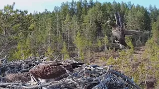 Unexpected visitor~2023-05-10~Osprey nest in Finland