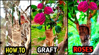 How to graft rose plant  | Rose grafting technique | Grafting rose