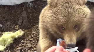 медведица пришла в гости покушать-9,1.Камчатка,Россия(bear came to visit out -9,1.Kamchatka, Russia)