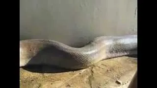 Самая Большая Змея в мире в Таиланде Worlds Biggest Snake in Thailand