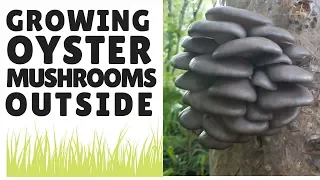 Growing Oyster Mushrooms Outside
