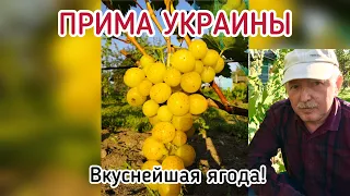 ПРИМА УКРАИНЫ - очень ранний, вкуснейший виноград! (Беларусь, 2021)